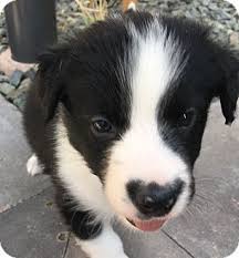 Colorado Border Collie