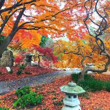 Japanese Garden In Fall At The Norfolk Botanical Garden Japanese Garden Botanical Gardens Autumn Garden