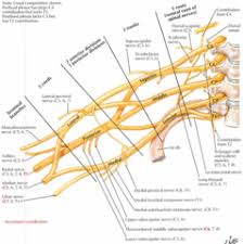 Anatomy Shoulder And Arm Flashcards Quizlet Brachial Plexus Plexus Products Brachial Upper Limb Anatomy