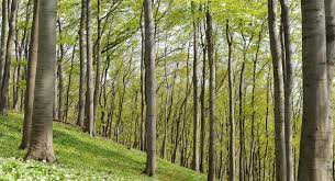 Wir gehen immer im wiener wald pflücken, da gibt's bärlauch an ganz vielen orten. Die Barlauch Saison Hat Begonnen Naturschutz Ch