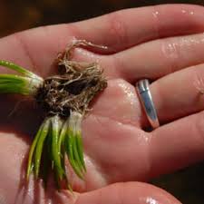 Image result for Isoetes alstonii