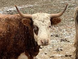 Australian cattle dog/shetland sheepdog mix. Hereford Scottish Highland Cross Breed Cow Scottish Highland Cattle Auction K Bid