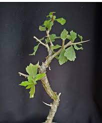 Image result for Commiphora caerulea