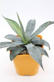 Image result for Agave americana