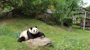 Billet 1 jour, 2 jours ou zoopass annuel : Panda Picture Of Skip The Line Zooparc De Beauval Entrance Ticket Saint Aignan Tripadvisor