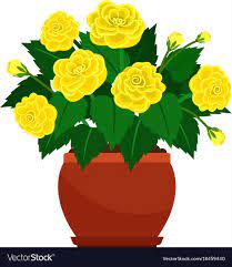 Begonia House Plant In Flower Pot Royalty Free Vector Image