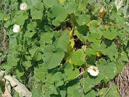 Image result for Momordica foetida