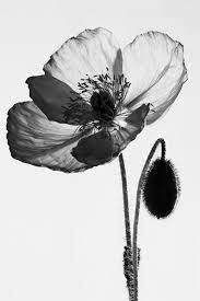 Top 61 Most Beautiful Flowers Pictures Xray Flower Poppies Tattoo Most Beautiful Flower Pictures
