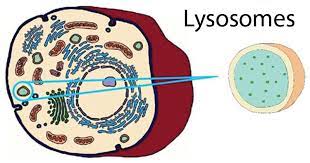 Maybe you would like to learn more about one of these? Lysosomes Definition Structure Functions And Diagram