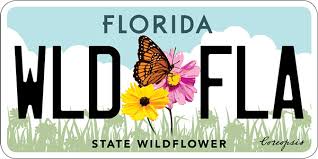 Some plants may grow either as a small tree or large shrub as a result of environmental conditions such as drought, fire and. Florida S Native Wildflowers Florida Wildflower Foundation