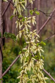 Image result for Tinnea galpinii