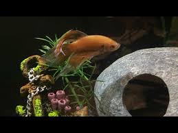 Betta Fish Eating Mysis Shrimp Youtube