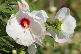 Winter plant orders are shipping now to hot places, & thru may to colder states. Hibiscus How To Plant Grow And Care For Rose Of Sharon Plants The Old Farmer S Almanac