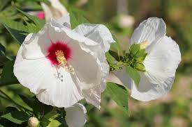 The bundle includes pdf and transparent png (300 dpi) versions of every pattern. Hibiscus How To Plant Grow And Care For Rose Of Sharon Plants The Old Farmer S Almanac
