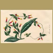 Image result for Manettia