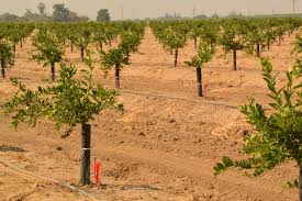 O is the fruit tree. Lemon Farming Step By Step Guide To Growing Lemon Fruit Trees Business Guide Africa