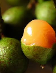 Image result for Melicoccus