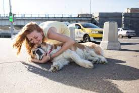 Bleeding from the nose can often mean that there is a problem with platelets. What To Do If Your Dog Is Hit By A Car First Aid For Pets