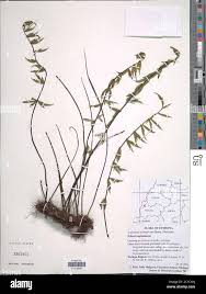 Image result for Asplenium uhligii