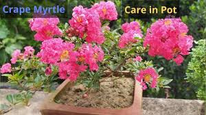 Crape myrtles are great for landscaping, ground cover, hanging baskets, bonsai, shrubs, privacy hedges and. Pride Of India Crape Myrtle Lagerstroemia Flower Plant Care In Pot Youtube