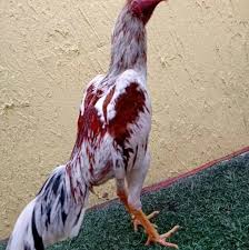 From old portuguese galo, from latin gallus. Galo De Raca Home Facebook