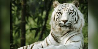 These images are ready to download, and can be used for commercial and personal projects. This Is The Dark Truth Behind White Tigers
