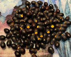 Image result for Cogniauxia podolaena