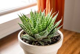 Image result for Aloe carnea