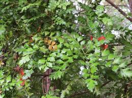 Image result for Phyllocladus trichomanoides