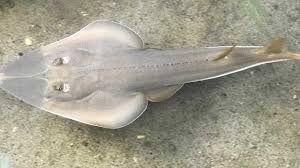 .common shovelnose ray, bennet's shovelnose ray, shovelnose ray, shovelnose shark. Doug And Spud S New Bundle Of Joy The Courier Mail