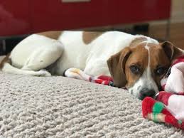 This new addition to your family will require lots of love, attention and plenty of supplies. Boxachi History Temperament Care Training Feeding Pictures