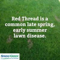 How To Control And Treat Red Thread Lawn Disease