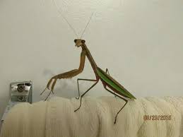 Pin Von Steve Harper Auf Pray G Mantis Walk G Sticks Tiere