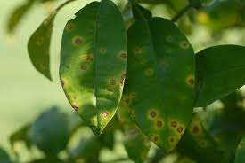 Most leaf spot diseases affect only a small percentage of the tree's overall leaf area, and are a minor stress on the health of the tree. 16 Citrus Tree Diseases And How To Treat Them Rhythm Of The Home