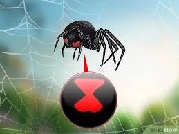 This is hard to miss, and a dead giveaway that the spider you're looking at is a black. 10 Ways To Identify A Black Widow Spider Wikihow