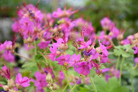 Image result for Geranium vagans