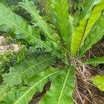 Image result for Anthocleista vogelii