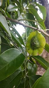 Image result for Pterocarpus megalocarpus