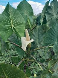 Image result for Montrichardia