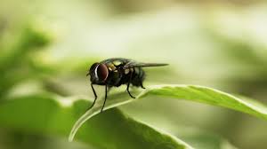 Maybe you would like to learn more about one of these? Does Irish Spring Soap Repel Flies Snopes Com