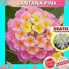 See more of bunga hidup murah on facebook. Beli Bunga Hias Hidup Murah Lantana Pink Bergaransi Seetracker Indonesia
