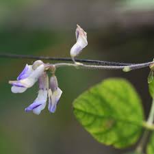 Image result for Amphicarpaea africana