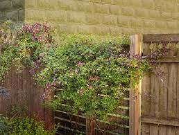 Maybe you would like to learn more about one of these? Sweet Summer Love Clematis X Proven Winners
