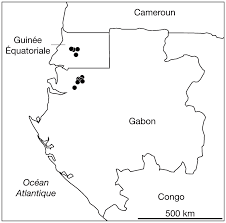 Image result for Maesobotrya floribunda