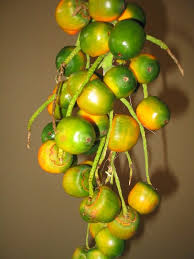 Saurez Vous Reconnaitre Ces Fruits Et Legumes De Guyane Culinary Show D Aurely Fruits Fruits Exotiques Fruits Et Legumes