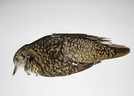 Image result for トラツグミ