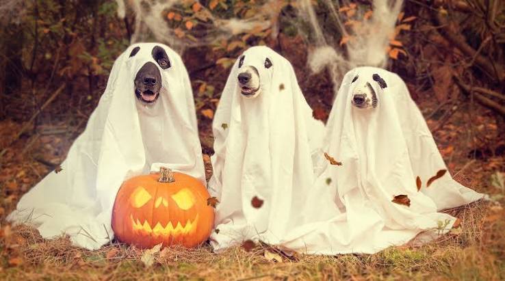 Halloween traditions through the years – The Pitch