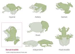 Maybe you would like to learn more about one of these? Uchenye Opisali Ranee Neizvestnuyu Pozu Sovokupleniya Lyagushek Gazeta Ru