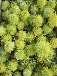 Image result for Cucumis hirsutus