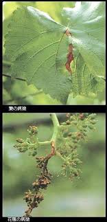 島根県 灰色かび病 枝枯菌核病 トップ しごと 産業 農林業 技術情報 農業技術情報 病害虫防除所 病害虫データベース 目次 ブドウ